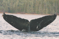 UASE-SWL-20041214-2-032_29.gif